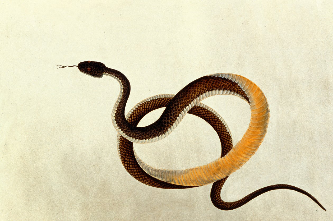 Slange, fra tegninger af dyr, insekter og krybdyr fra Malacca, 1805-18 (wc og gouache på papir) af Chinese School