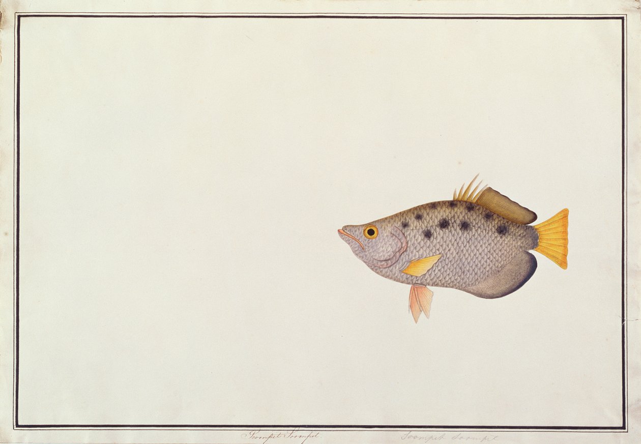Plettet buefisk, fra tegninger af fisk fra Malacca, ca. 1805-18 (wc på papir) af Chinese School