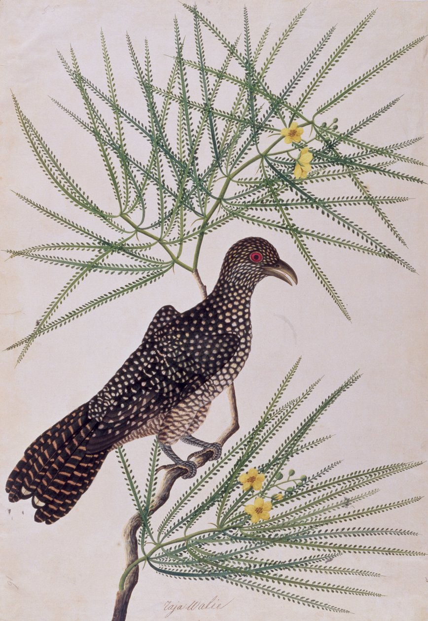 Taja Walie, fra Drawing of Birds from Malacca, ca. 1805-18 (wc på papir) af Chinese School