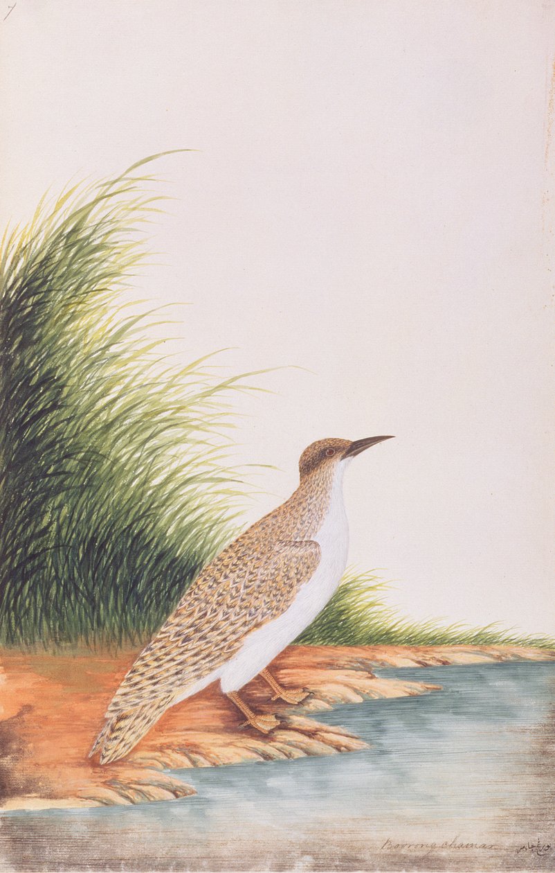 Tern, fra Tegninger af Fugle fra Malacca, ca. 1805-18 (wc på papir) af Chinese School