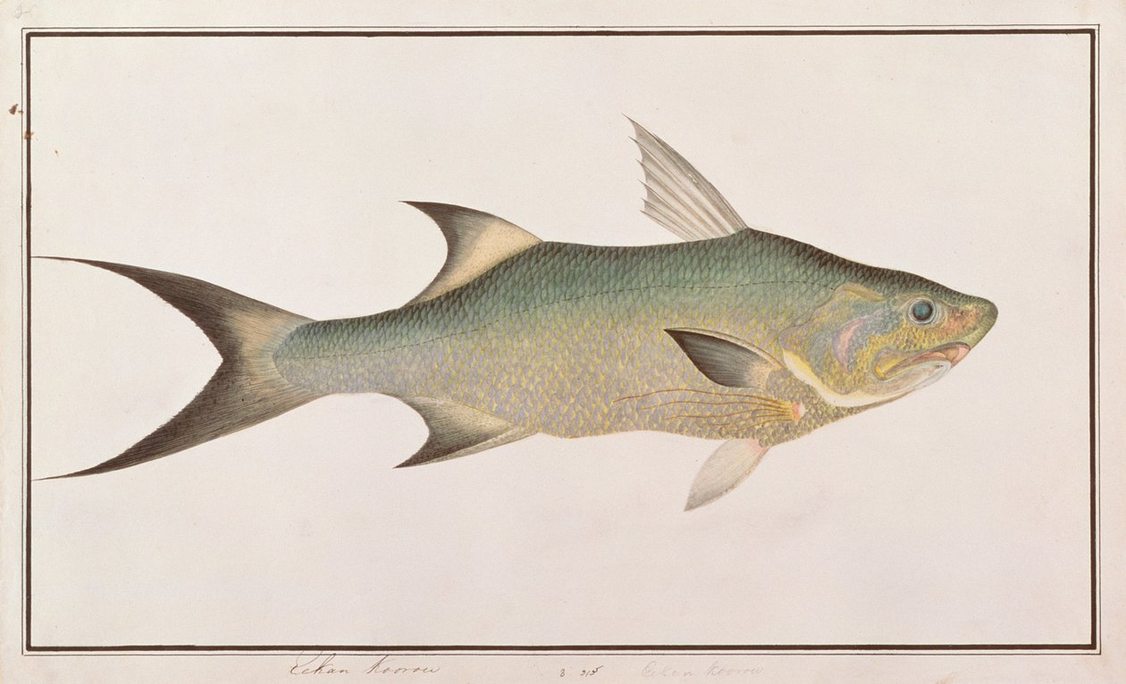 Threadfin, fra tegninger af fisk fra Malacca, ca. 1805-18 (wc på papir) af Chinese School