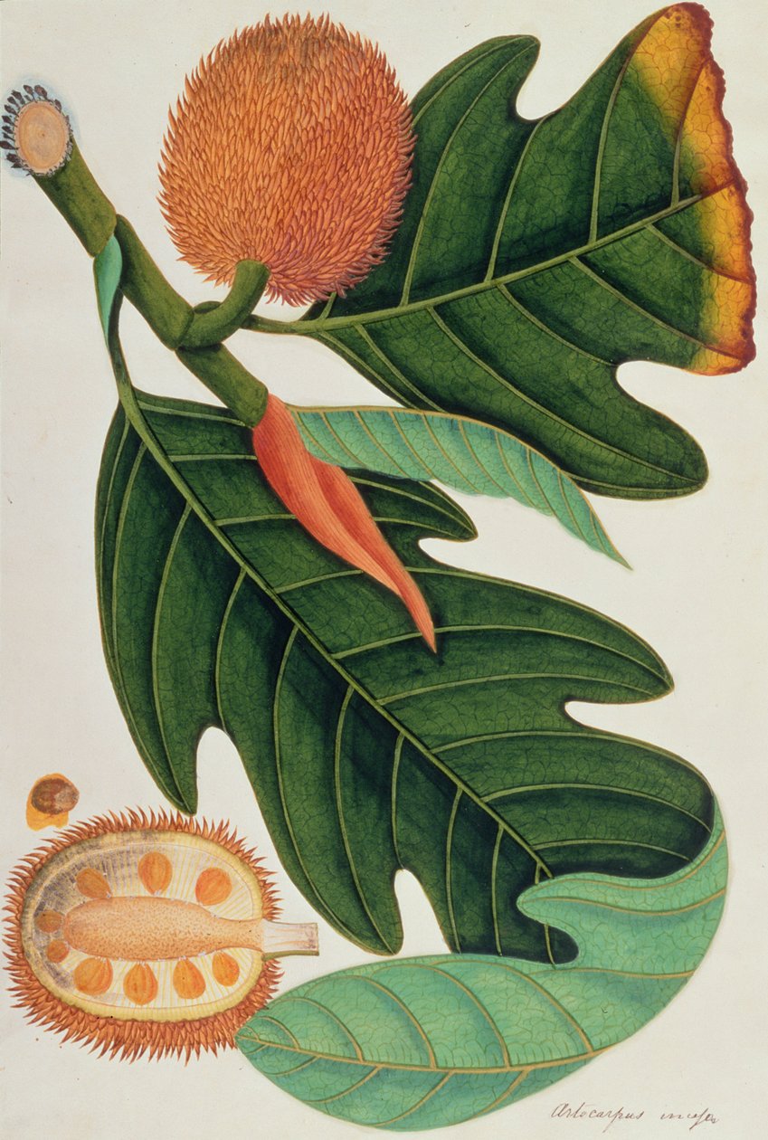 Trab eller Artocarpus incesses, fra tegninger af planter fra Malacca, ca. 1805-18 (wc på papir) af Chinese School