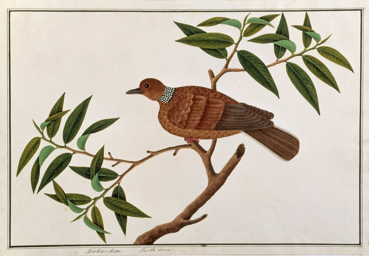 Turtle Dove, Tookoo-Kore, fra Tegninger af fugle fra Malacca, ca. 1805-18 (wc på papir) af Chinese School