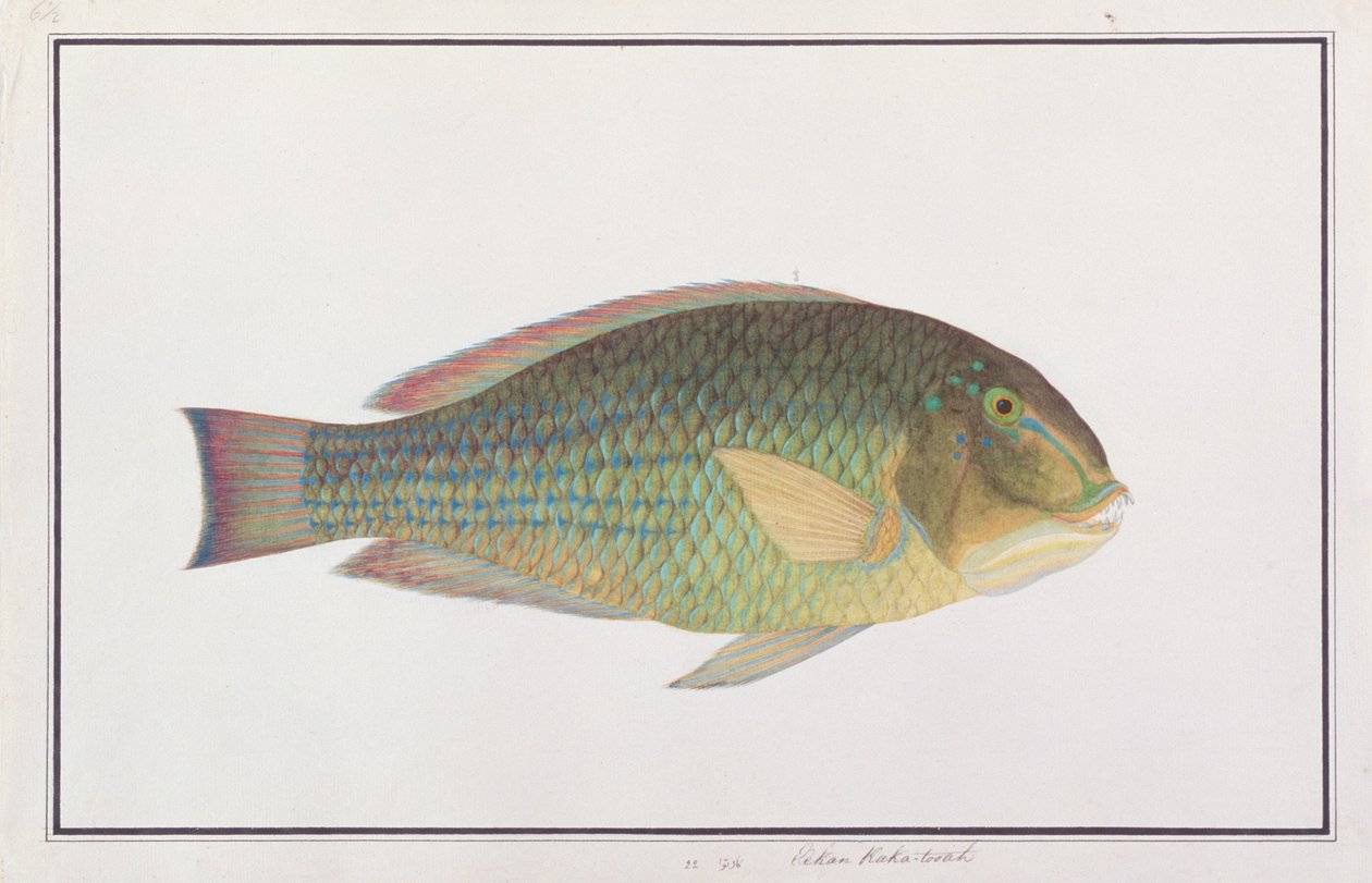 Tuskfish, fra tegninger af fisk fra Malacca, ca. 1805-18 (wc på papir) af Chinese School