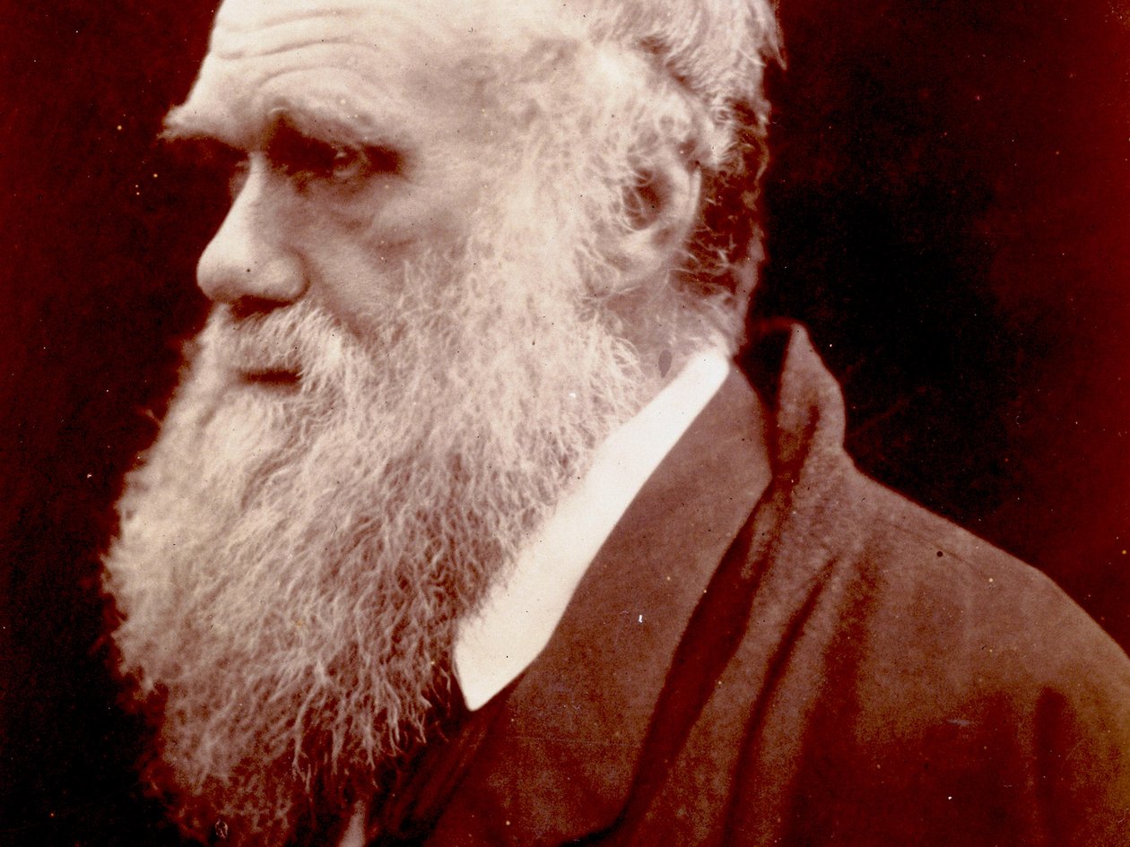Portræt af Charles Darwin, 1859 af English Photographer
