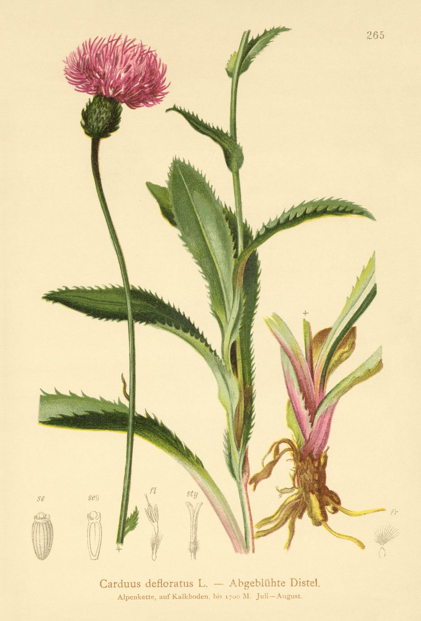Alpine tidsel (Carduus defloratus) af German School