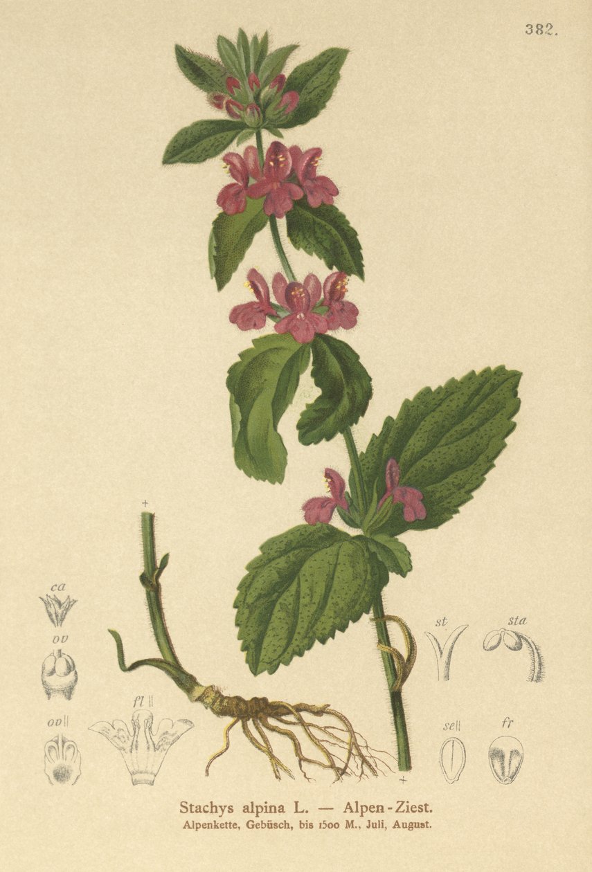 Alpine Woundwort (Stachys alpina) af German School