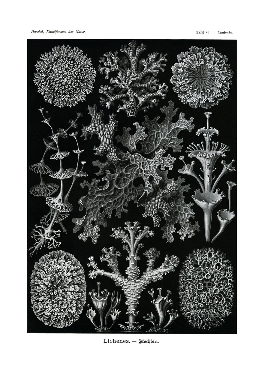 Lichenes, 1899-1904 af German School
