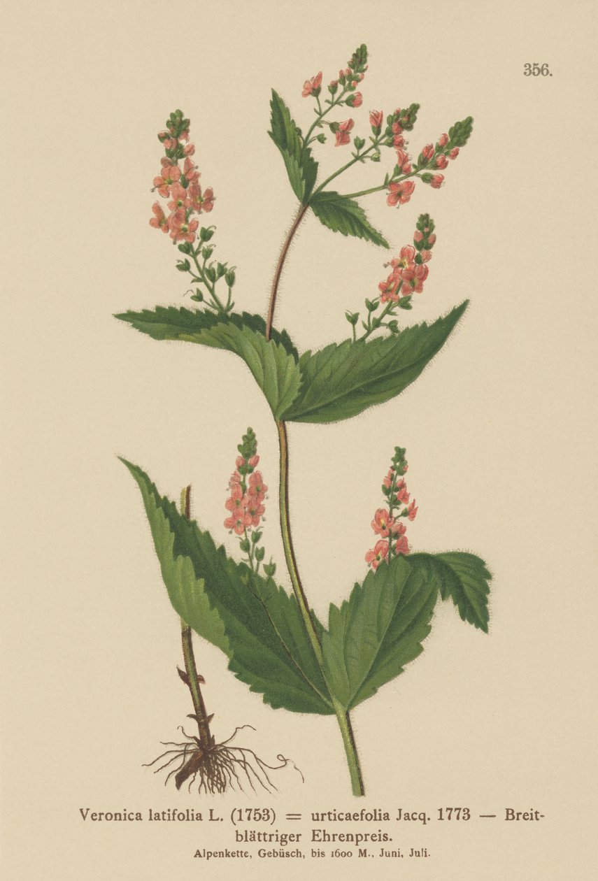 Nælde-bladet Speedwell (Veronica latifolia, Veronica urticaefolia) af German School