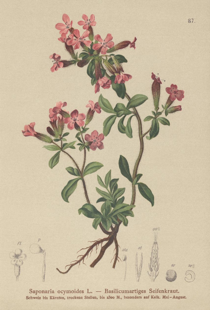 Sten-sæbeurt (Saponaria ocymoides) af German School