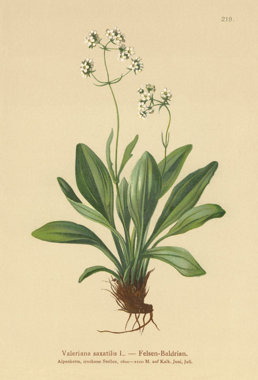 Valeriana saxatilis (Valeriana saxatilis) af German School