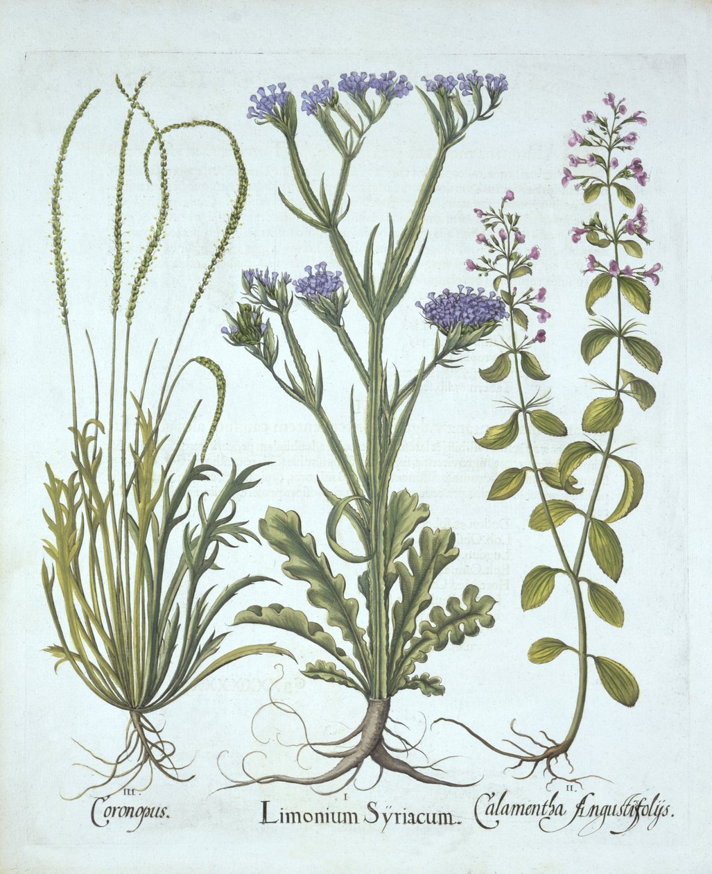 Havlavendel, Svinkarse, Calamint, fra Hortus Eystettensis, af Basil Besler (1561-1629), pub. 1613 (håndkoloreret gravering) af German School