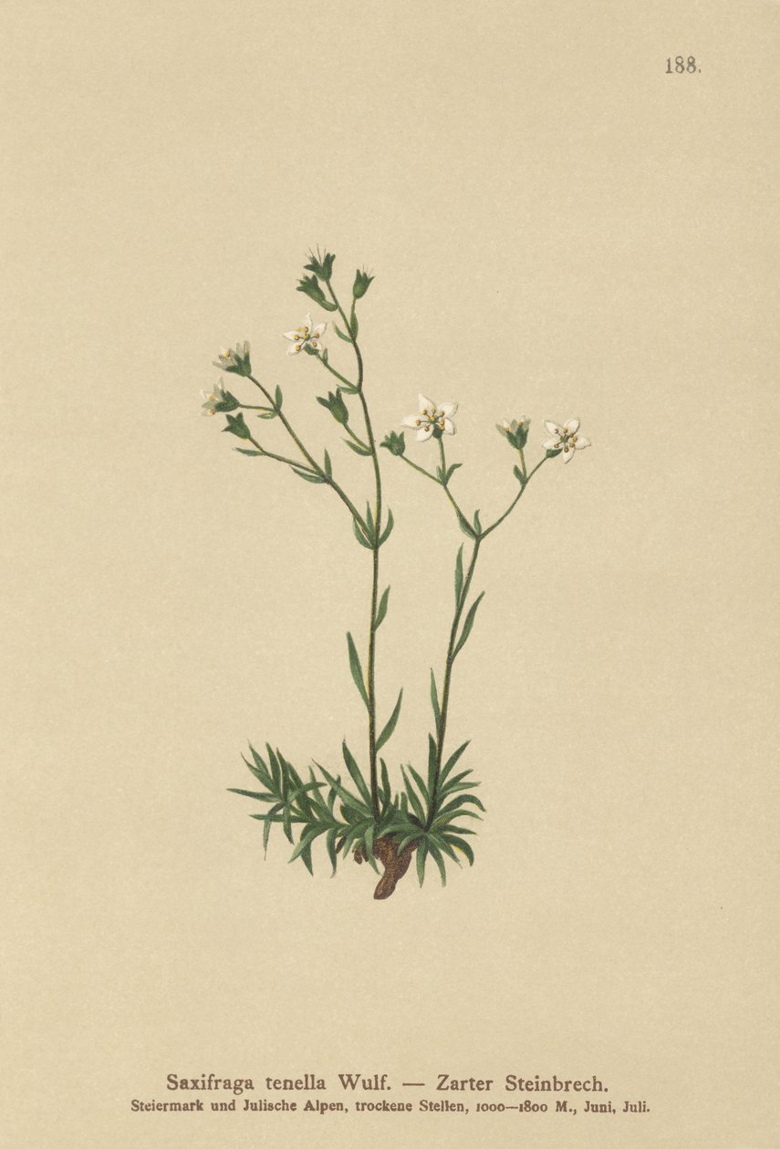 Slanke Saxifrage (Saxifraga tenella) af German School