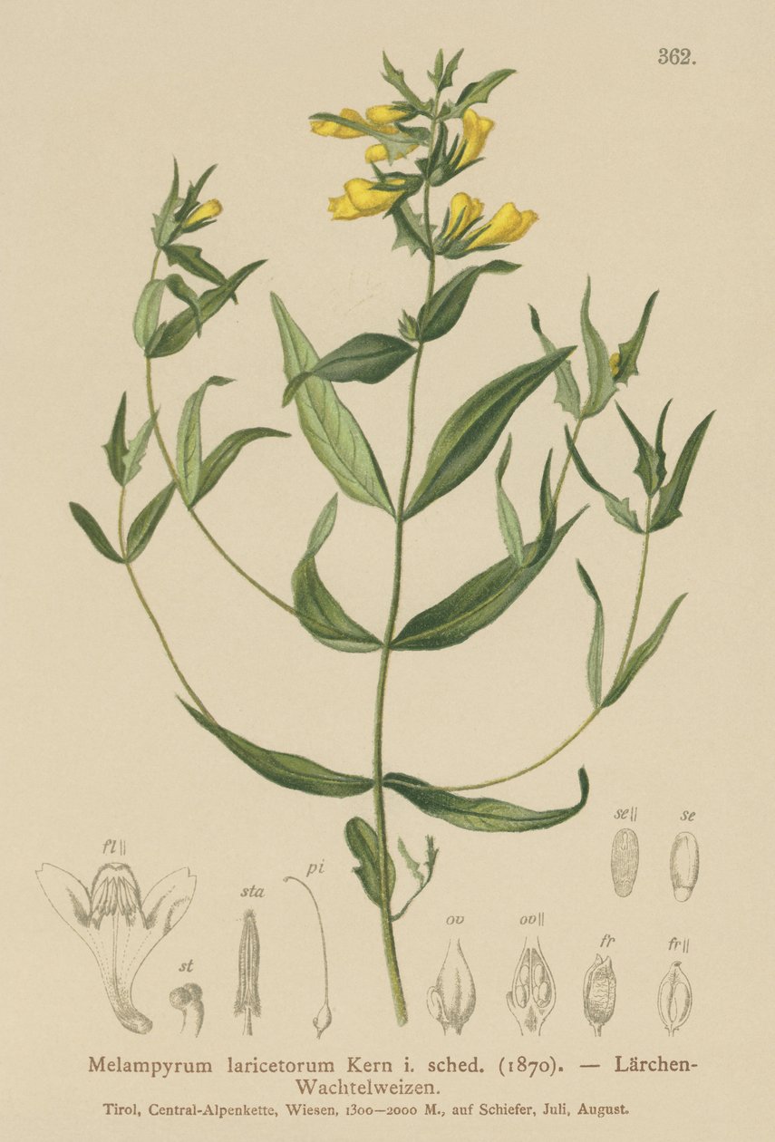 Lille kohvede (Melampyrum laricetorum, Melampyrum carpathicum, Melampyrum sylvaticum). af German School