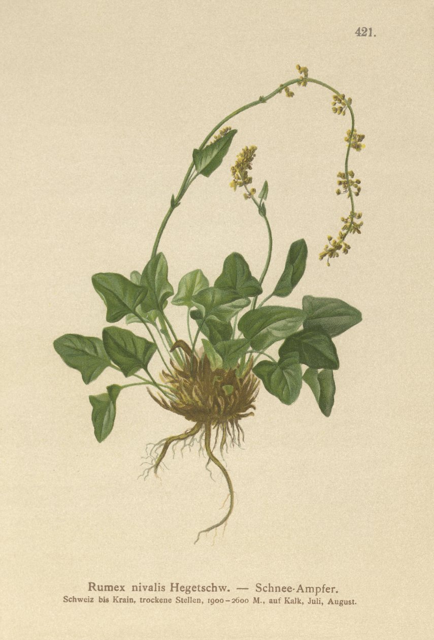 Sne Dock (Rumex nivalis) af German School