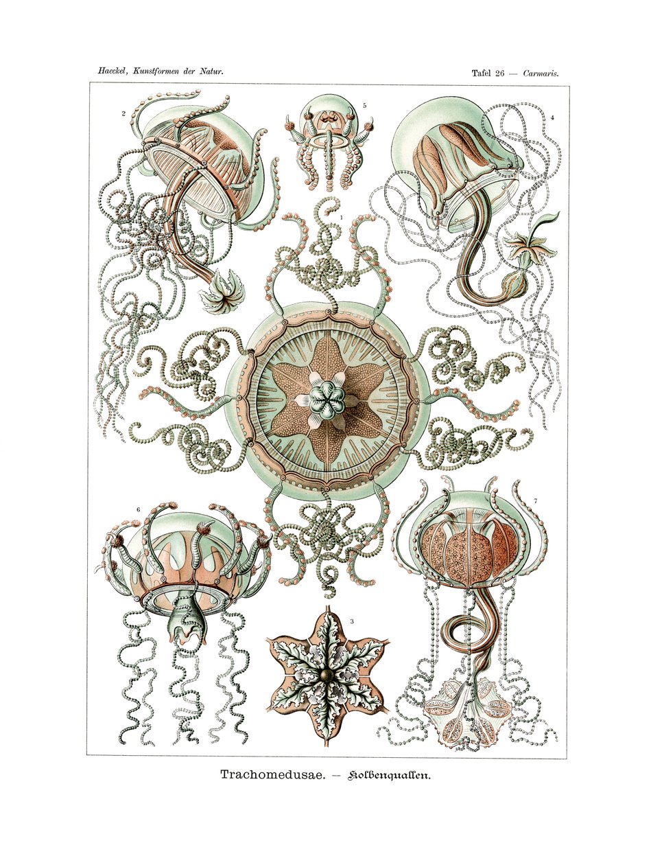 Trachomedusae, 1899-1904 af German School
