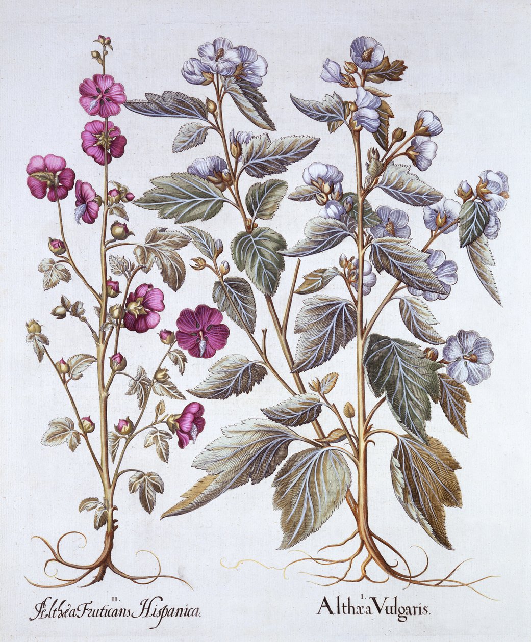 To malvevarianter, fra Hortus Eystettensis, af Basil Besler (1561-1629), pub. 1613 (håndfarvet gravering) af German School