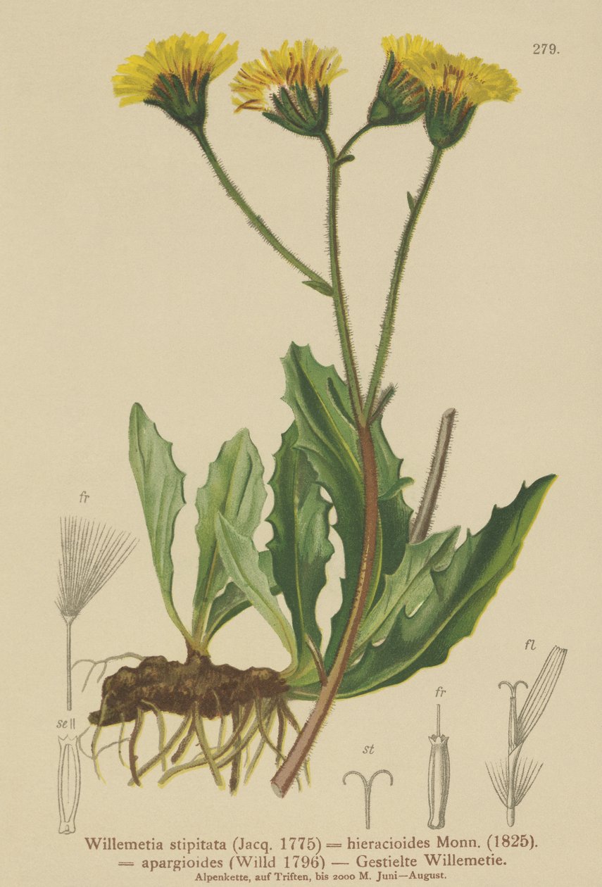 Willemetia (Willemetia stipitata, Willemetia hieracioides, Willemetia apargioides) af German School
