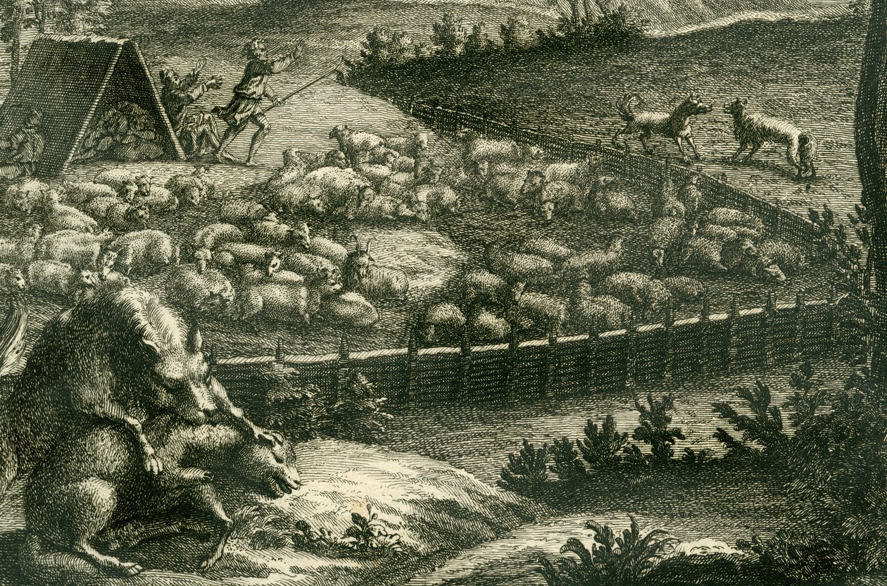 Ulv angriber et får, 1731 (kobberstik) (detalje af 398066) af German School