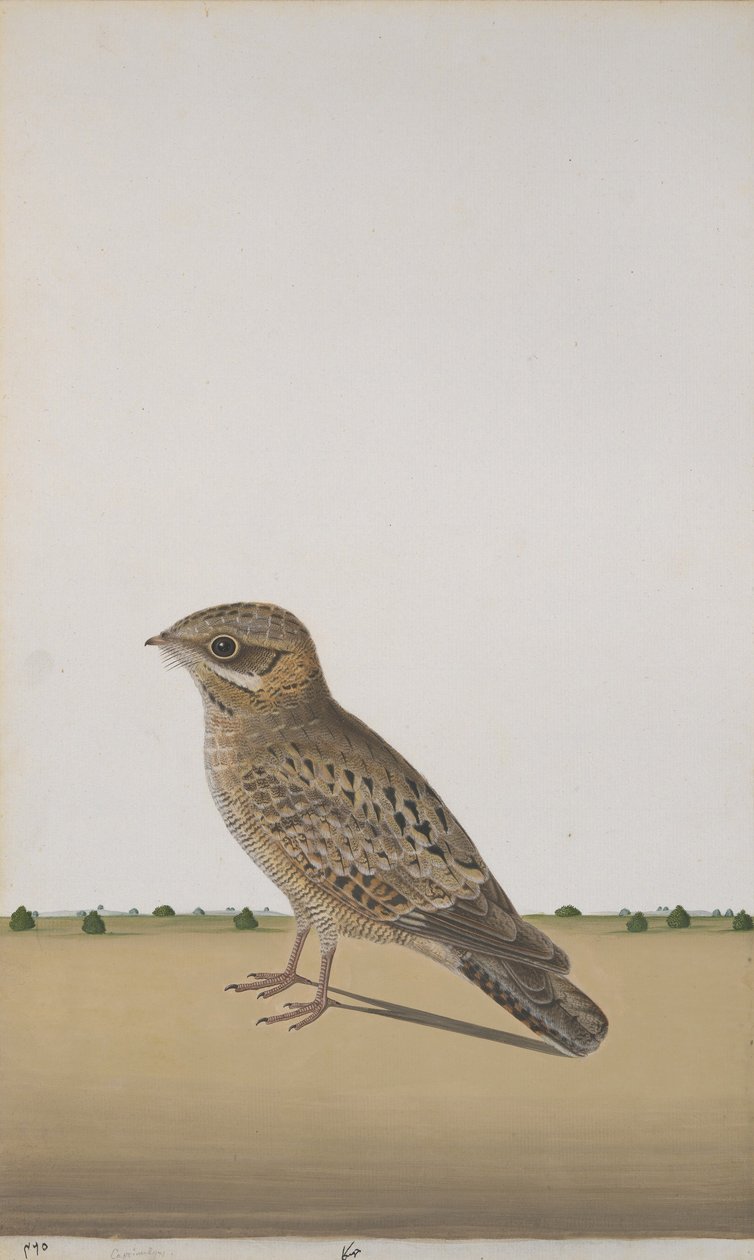 A Common Indian Nightjar, ca. 1780 (ugennemsigtigt wc på papir) af Indian School