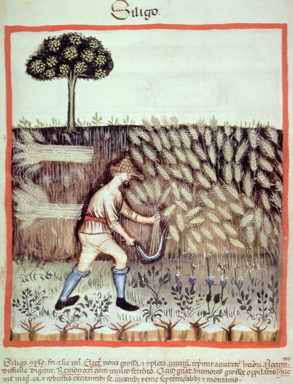 Fol.46v Gathering the Winter Grain, illustration fra Tacuinum Santiatis Codex Vindobonensis af Italian School