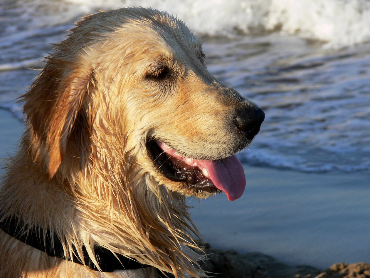 Golden Retriever af Monika Wittrich