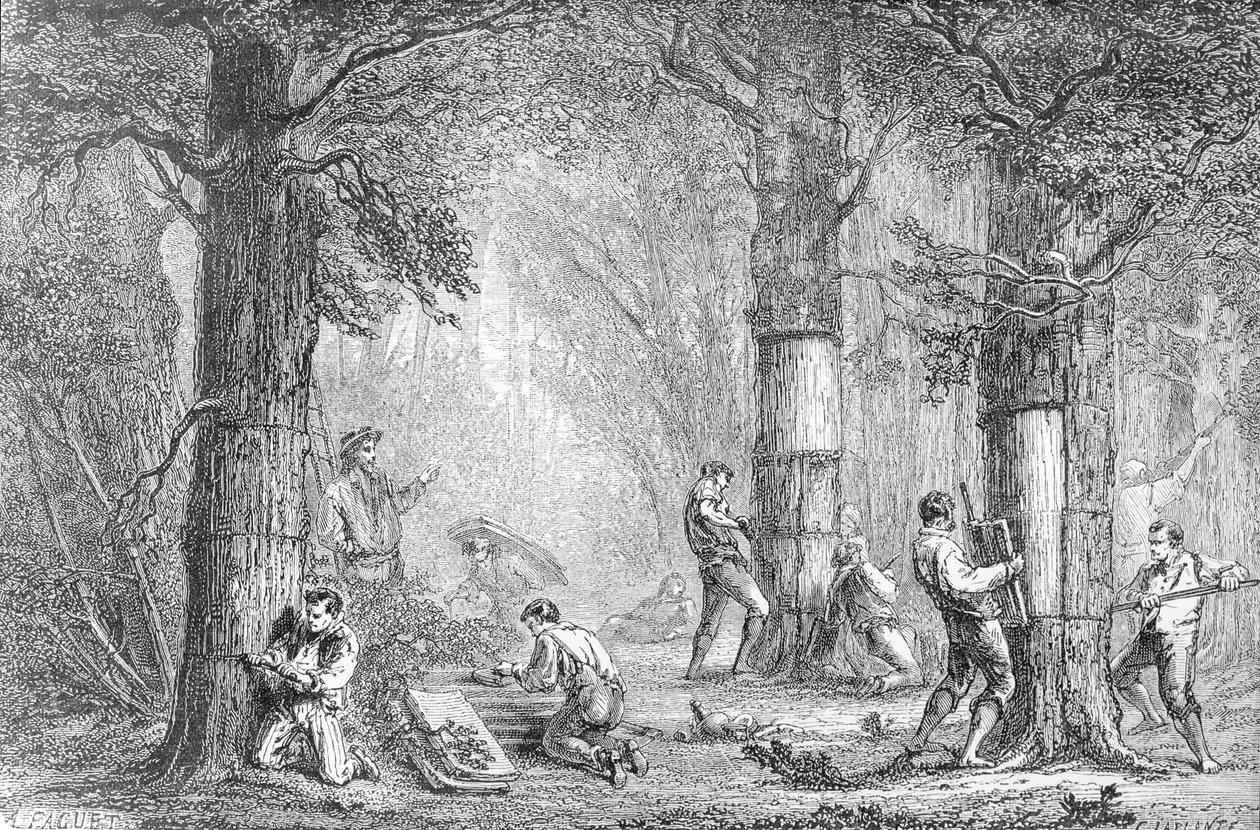 Bark (Gathing the Bark of the Cork Tree) indgraveret af Charles Laplante (d.1903) af A. Faguet