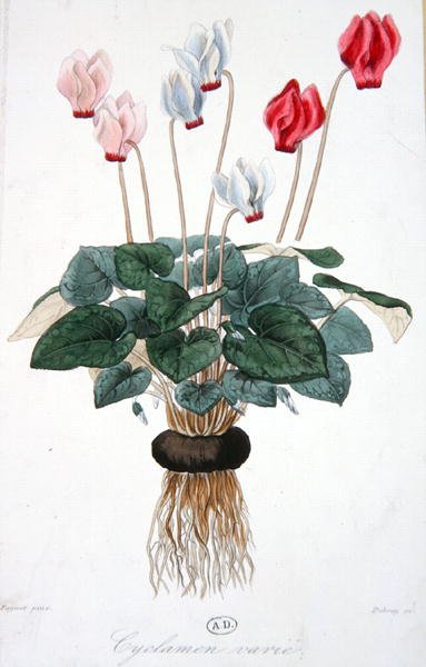 Cyclamen, graveret af Debray (farve litho) af A. (after) Faguet
