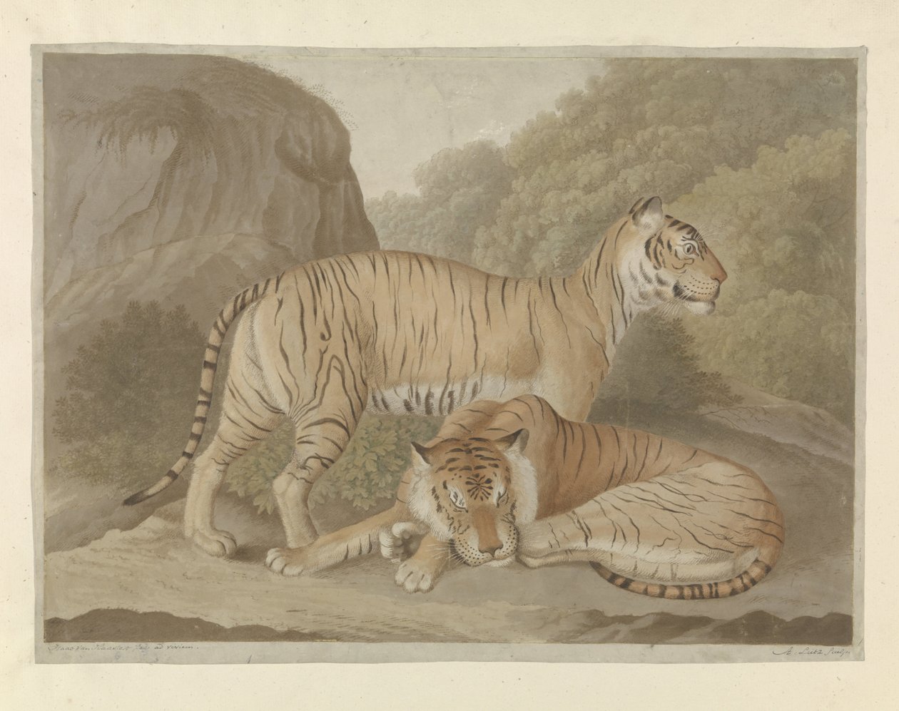 To tigre i et landskab af A. Lutz