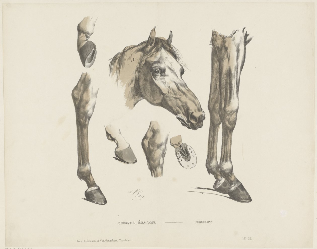 Hingstehest / Hengst (titel på objekt) af A. van Loco