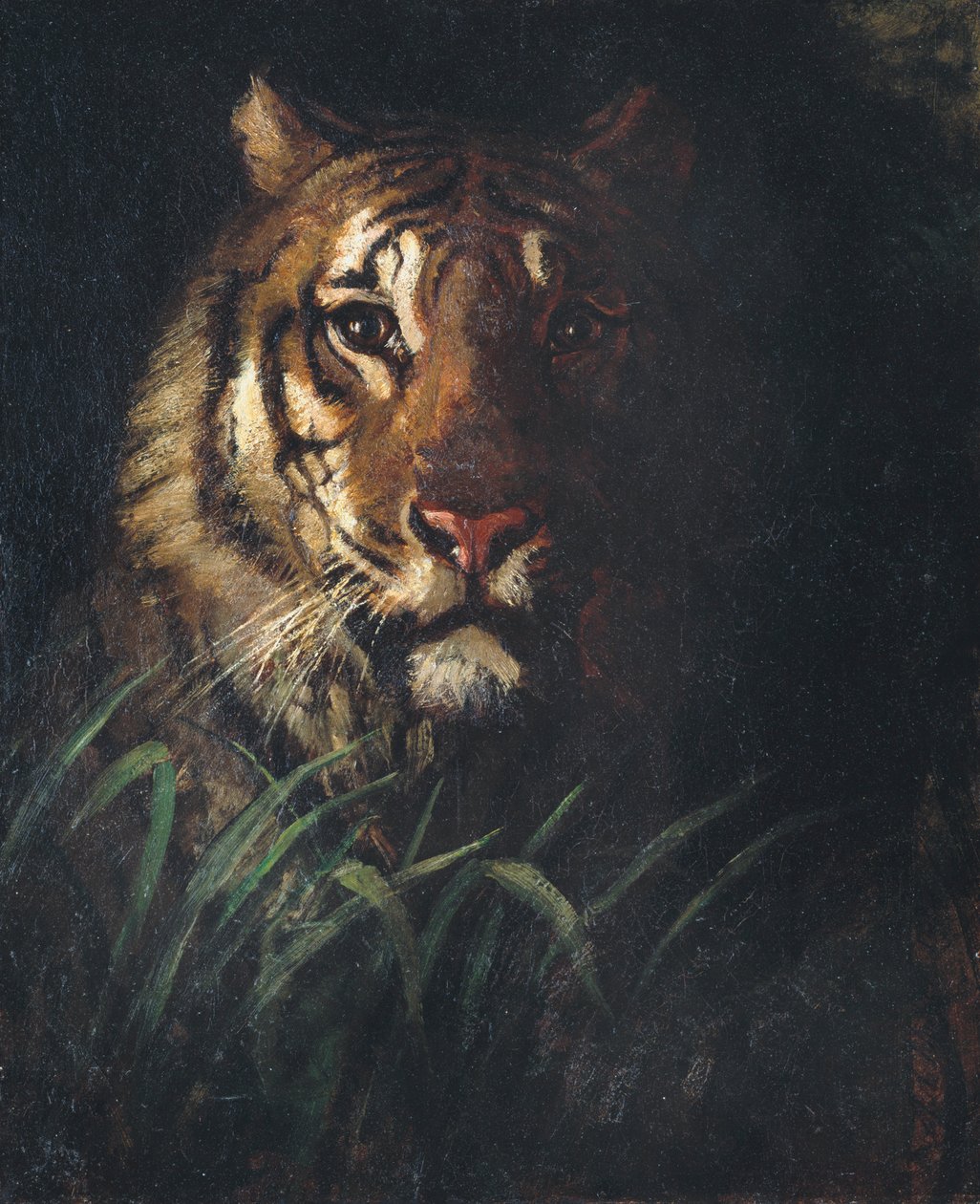 Tigerhoved, ca. 1874. af Abbott Handerson Thayer