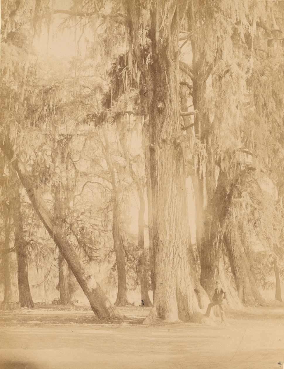 Mexico. Chapultepec-lunden i nærheden af Mexico af Abel Briquet