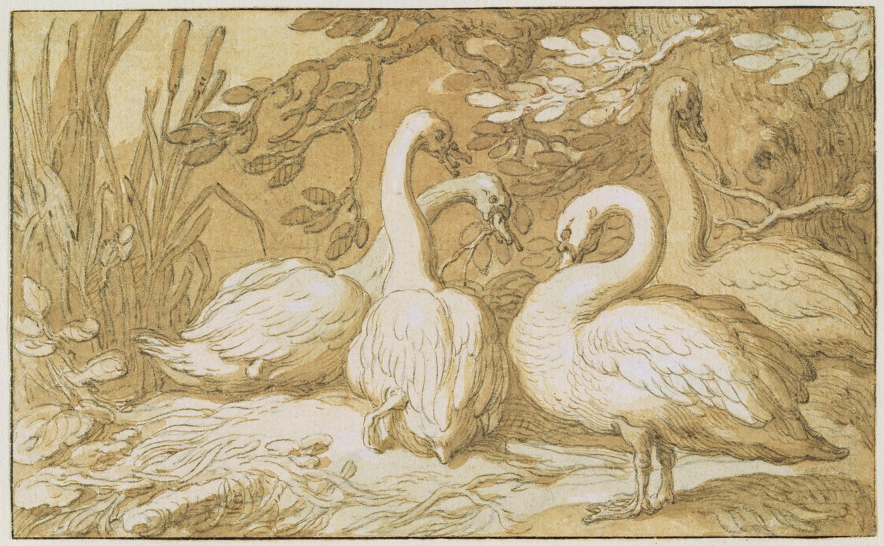 En gruppe svaner (pen og vask og kropsfarve på papir) af Abraham Bloemaert