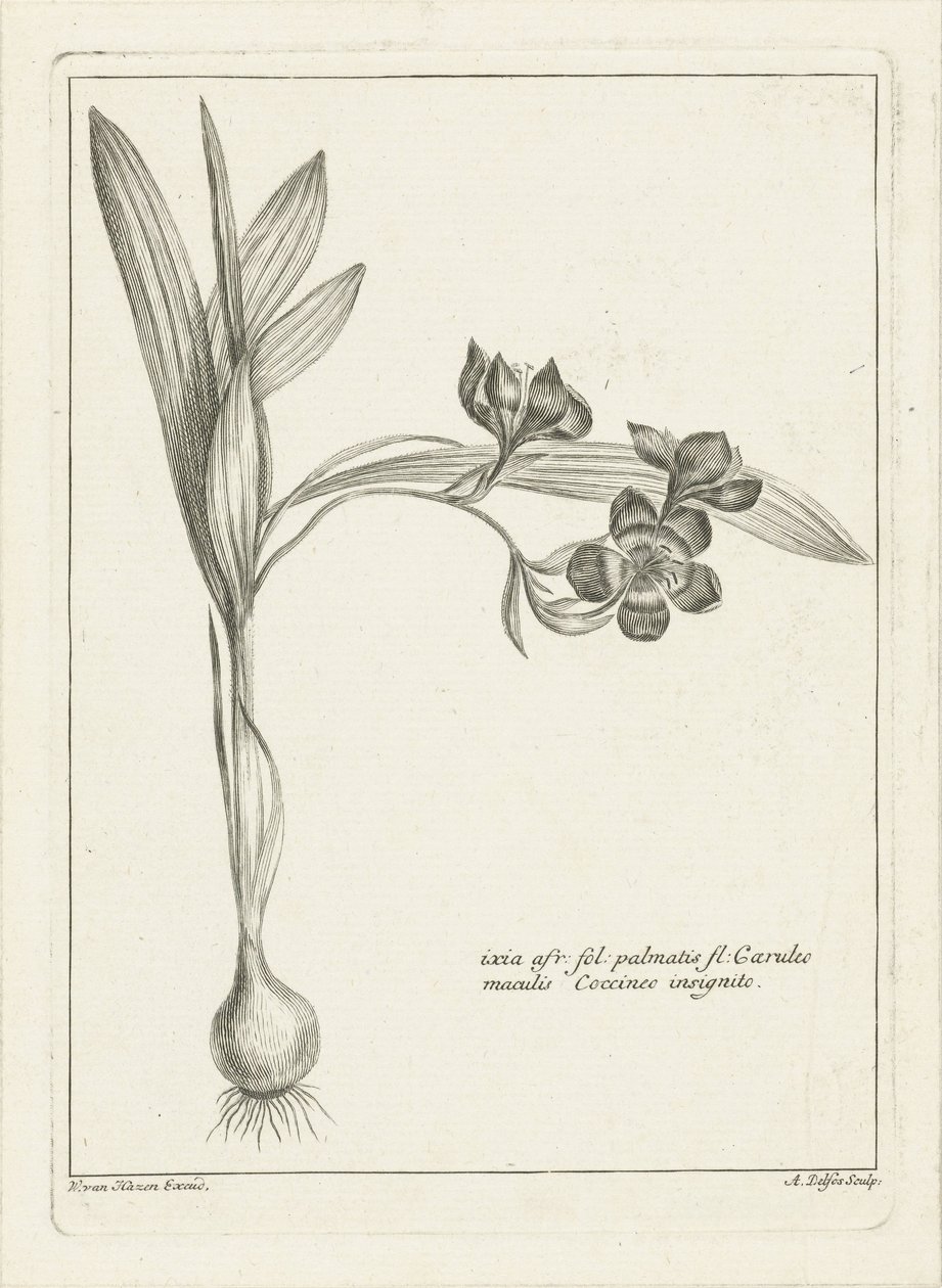 Ixia af Abraham Delfos