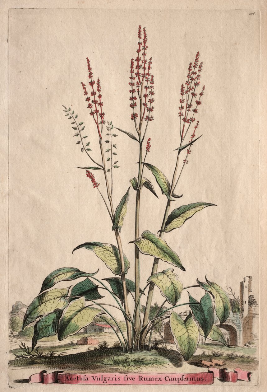 Phytographia Curiosa: Sorrel Vulgaris sive Rumex Canpferinus af Abraham Munting