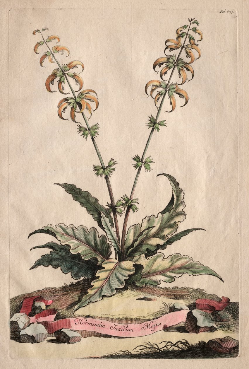 Phytographia Curiosa: Major Indian Horminum af Abraham Munting