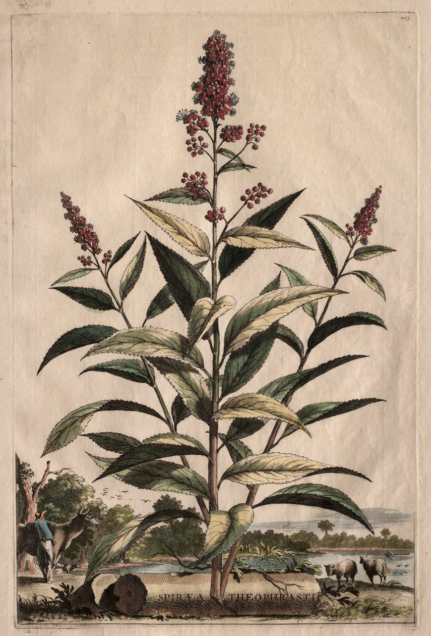 Nysgerrig Phytographia: Spiraea Theophrastus af Abraham Munting