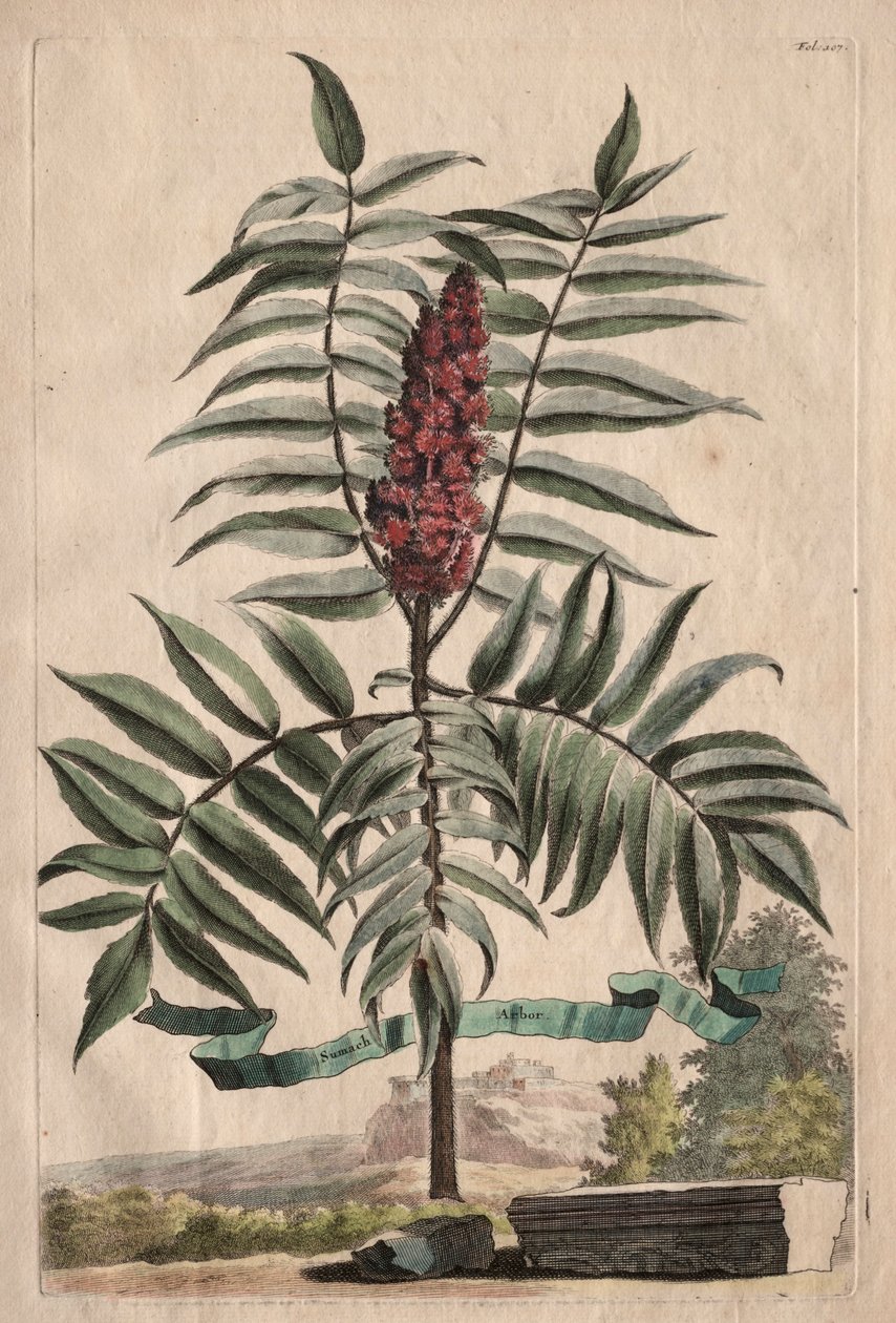 Phytographia Curiosa: Sumach Arbor af Abraham Munting