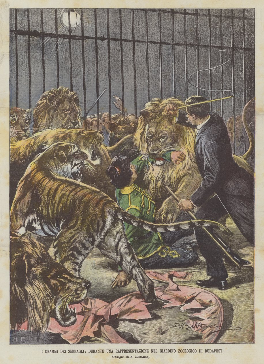 Menageriets dramaer, under en forestilling i Budapest Zoo af Achille Beltrame