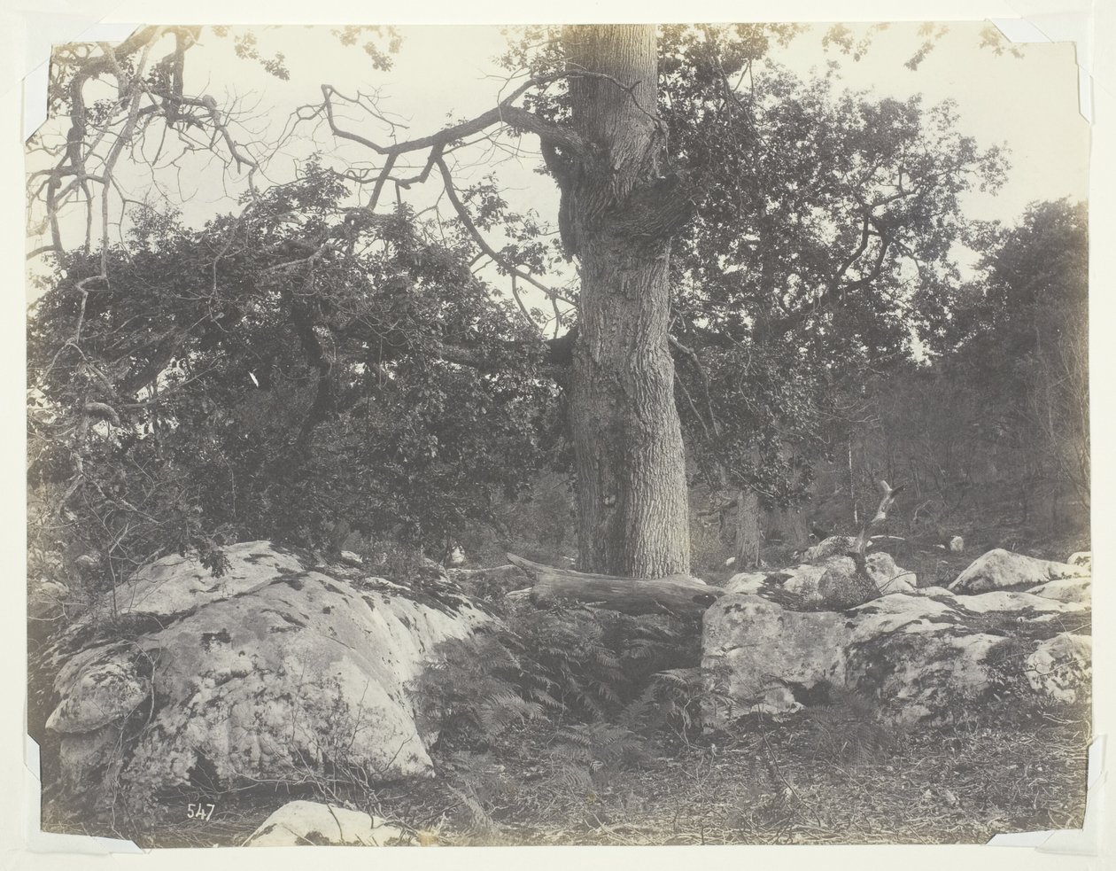 Skov og klipper, Fontainebleau af Achille Quinet