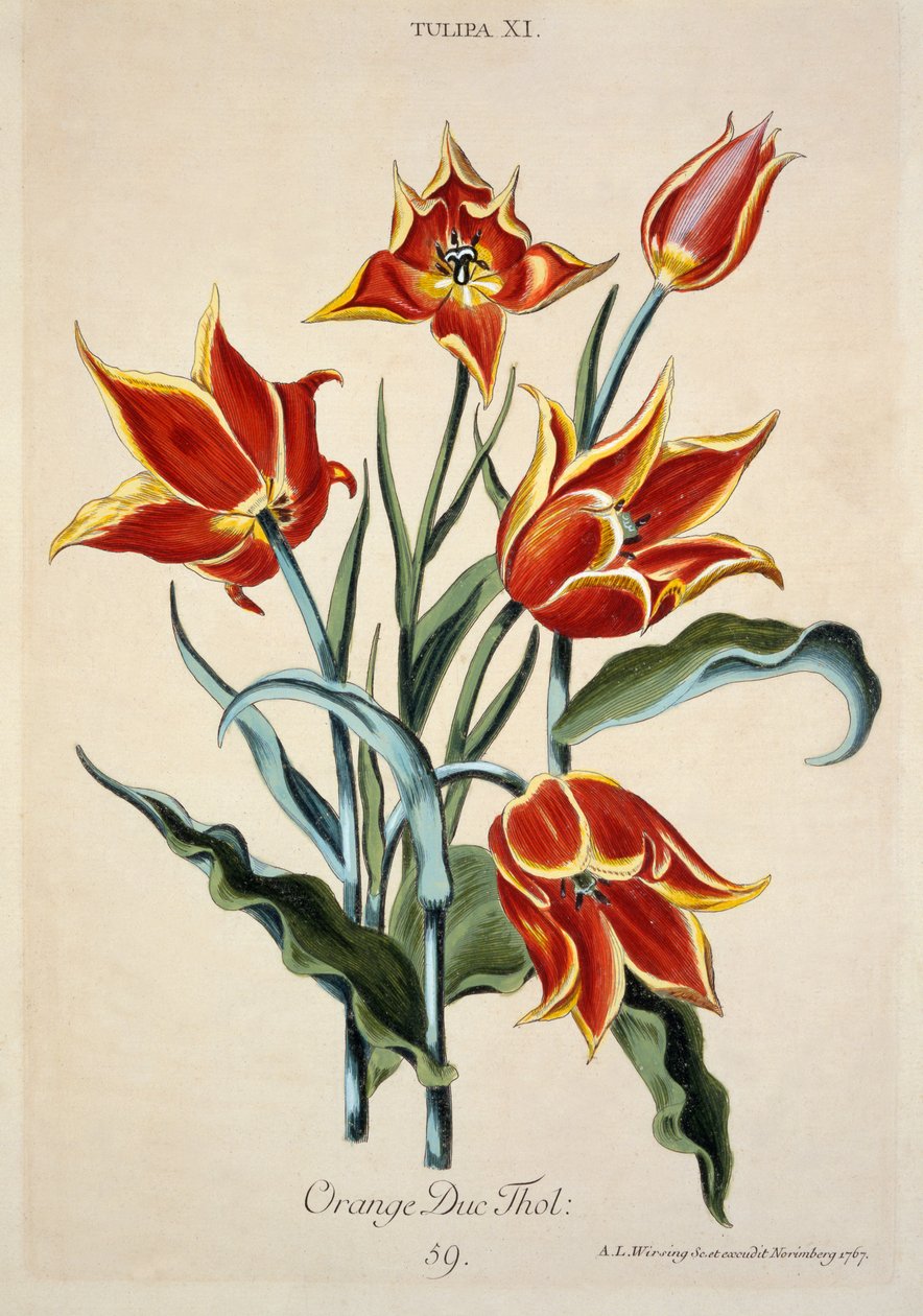 Orange Tulipan, fra 