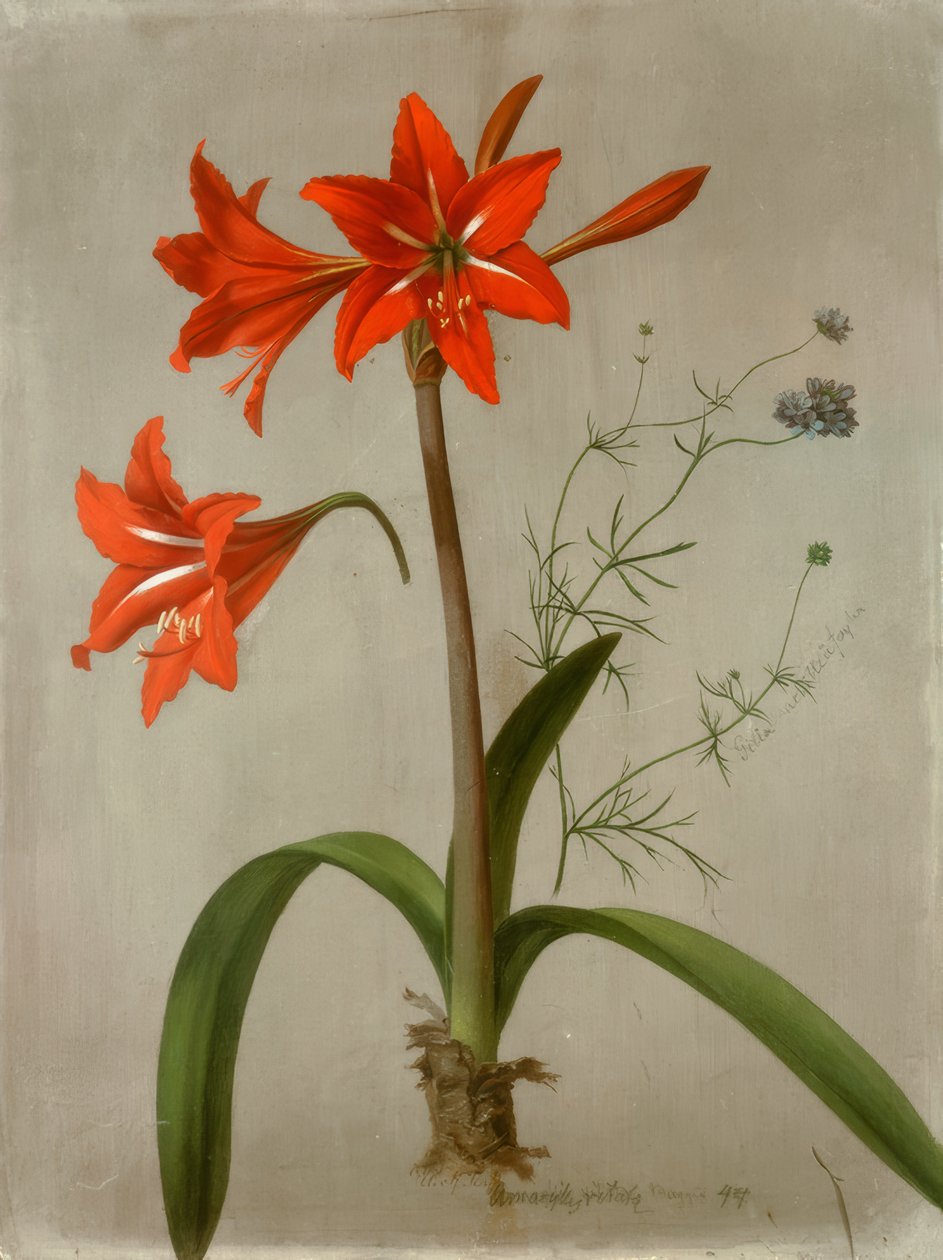 Amaryllis og Gilia af Adolf Senff