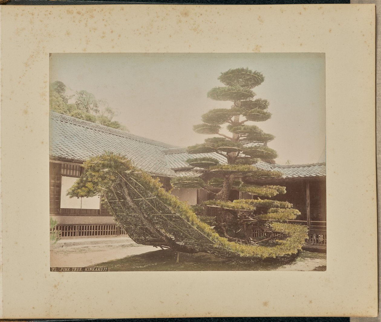 Fyrretræ, Kinkakuji af Adolfo Farsari