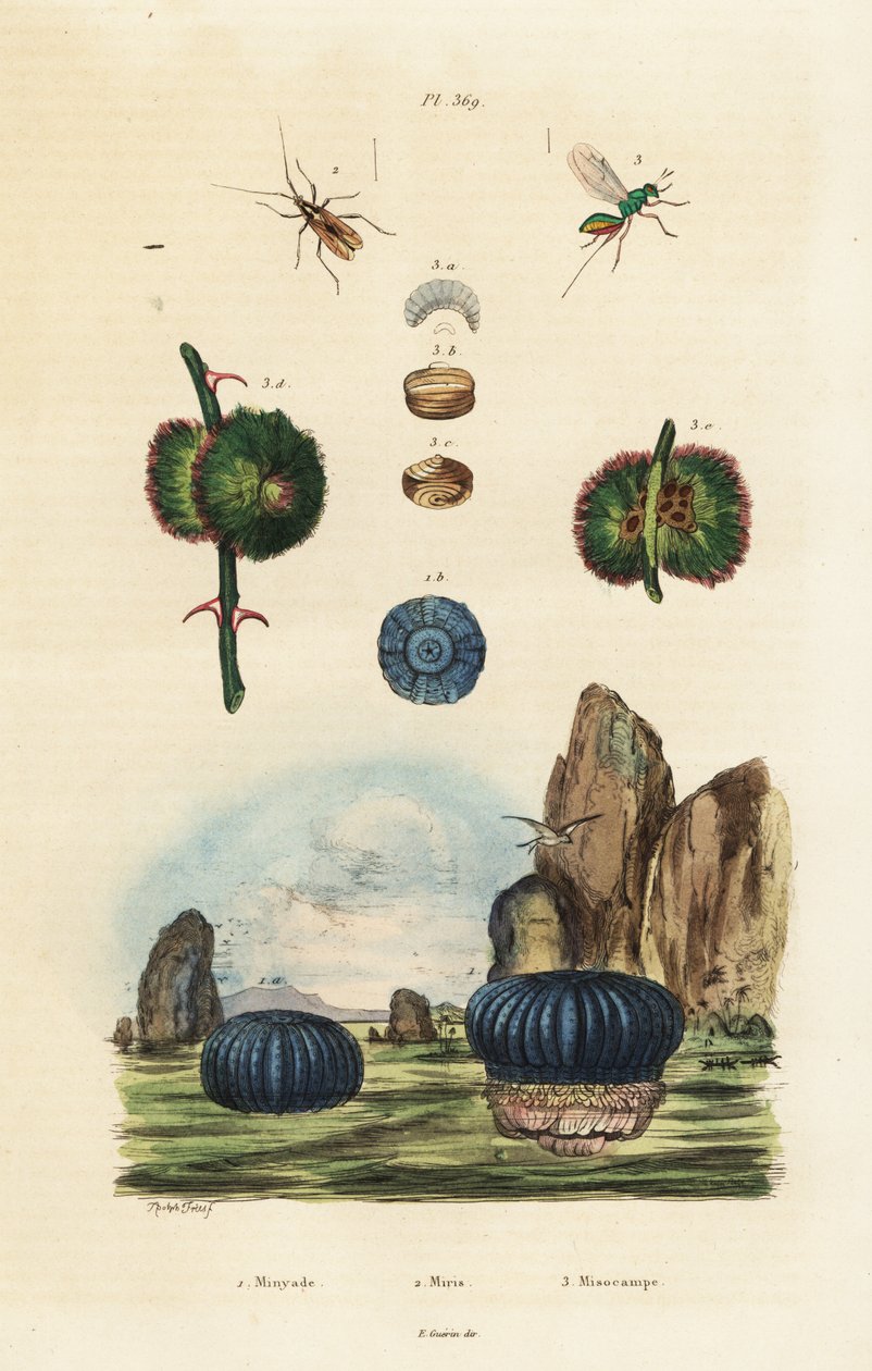 Søanemone og insekter., 1834-1839 (gravering) af Adolph (after) Fries