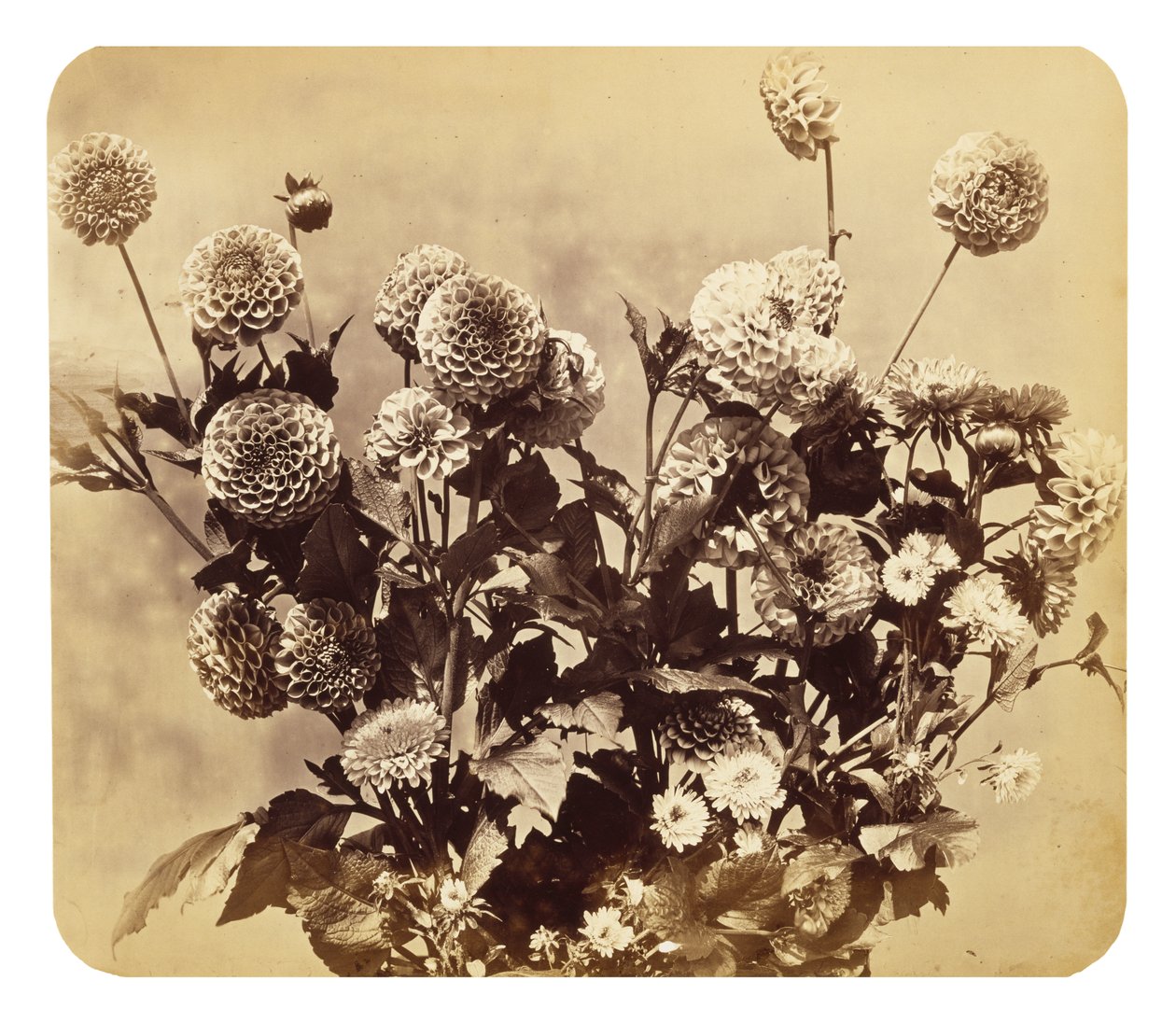 Uden titel, c. 1860 (albumin tryk) af Adolphe Braun