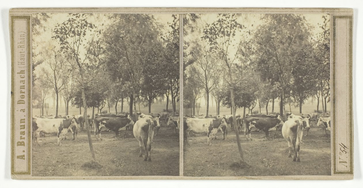 Uden titel [køer], 185077. af Adolphe Braun