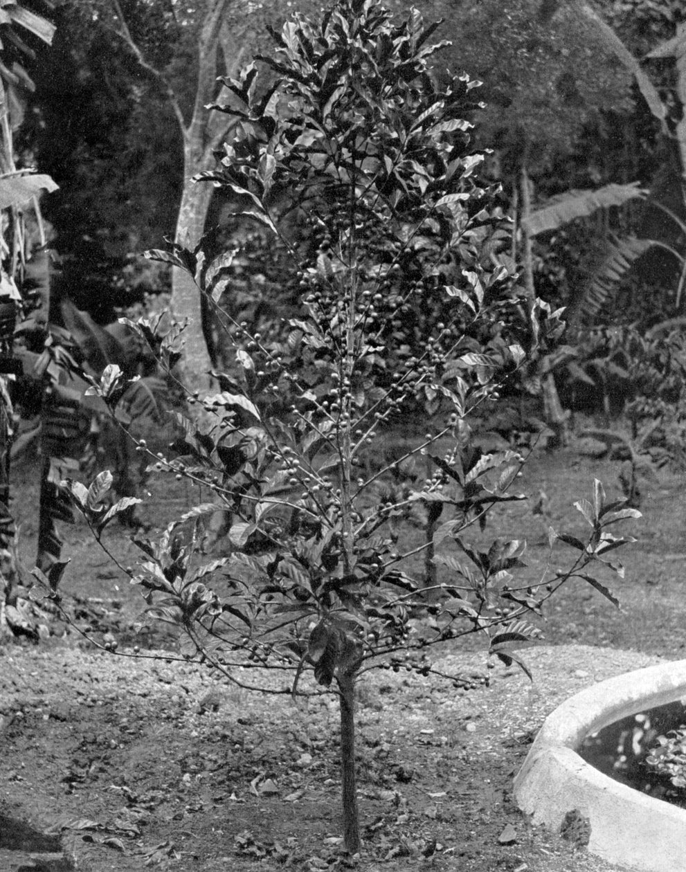 Kaffetræ, Jamaica, c1905. af Adolphe Duperly and Son