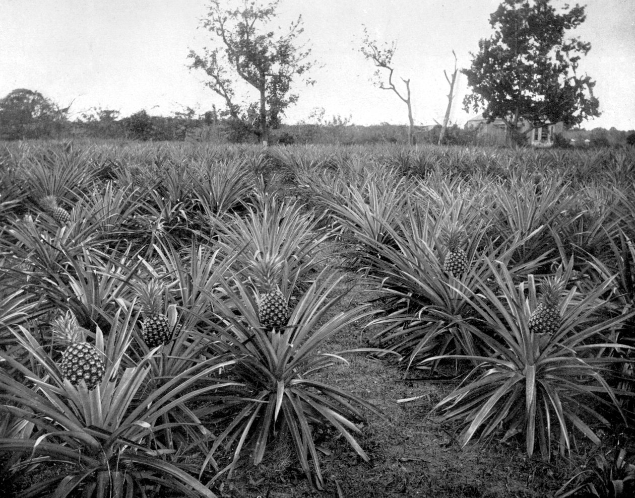 Ananaslund, Jamaica, c1905. af Adolphe Duperly and Son