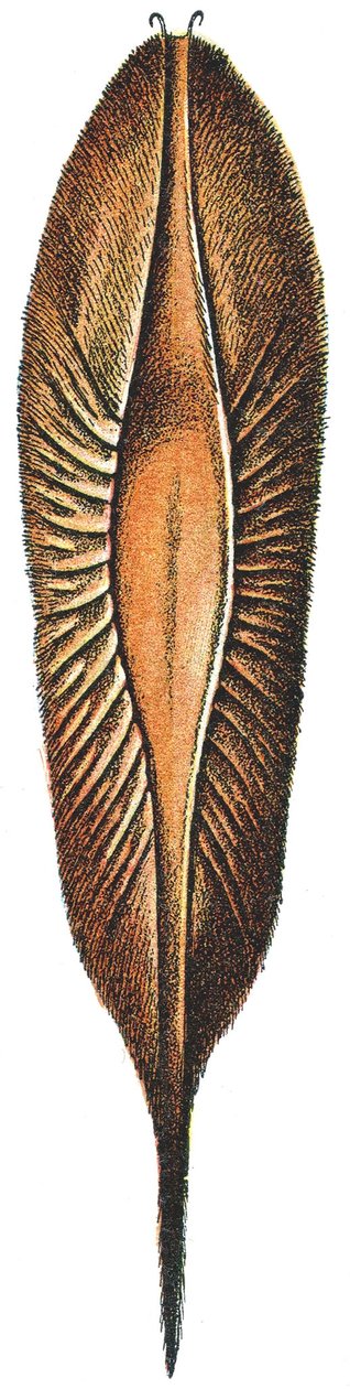 Æggetui af en kimær af Adolphe Philippe Millot