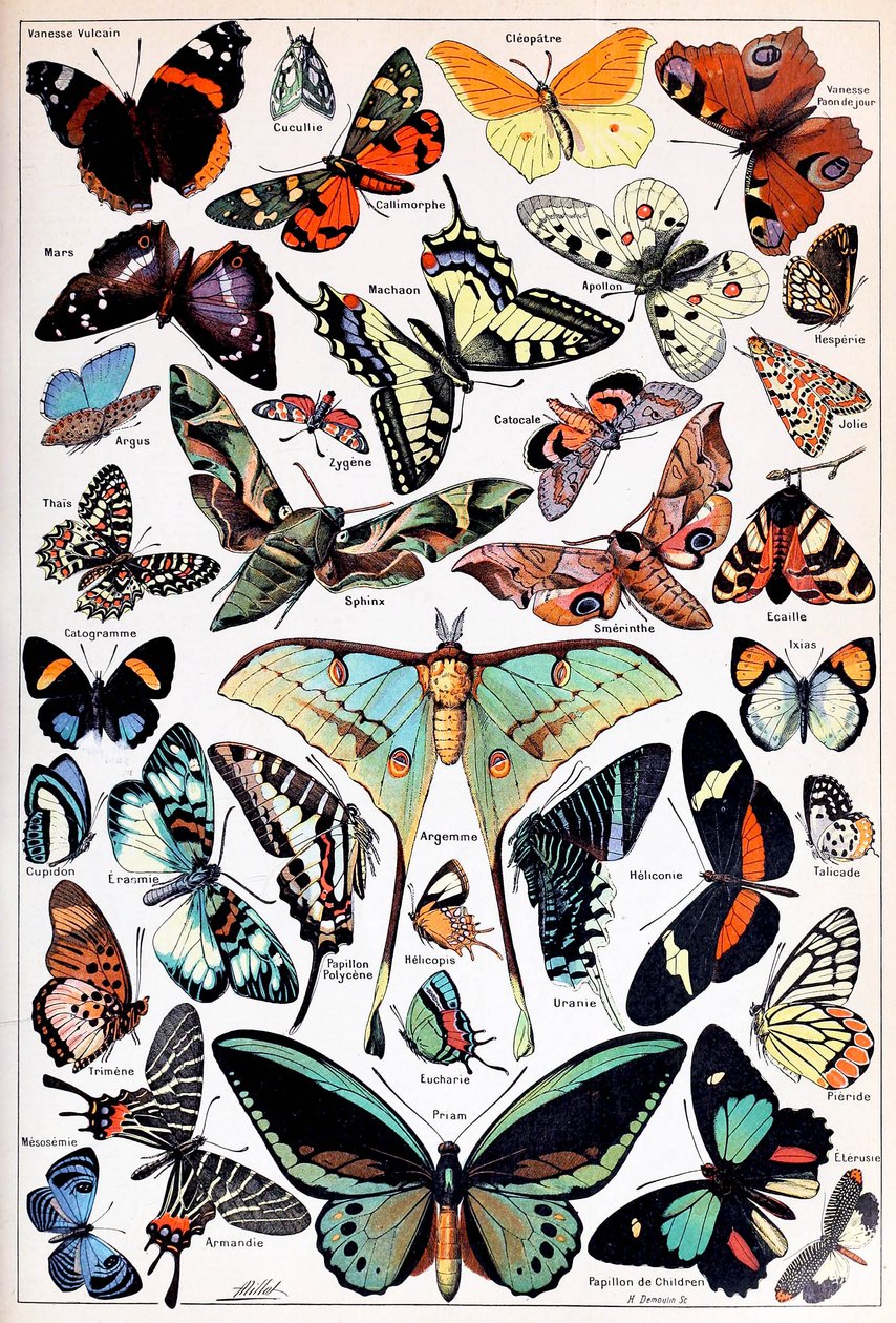 Illustration af sommerfugle og møl c.1923 af Adolphe Philippe Millot
